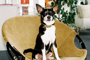 Hund Pina von HECHT INS GEFECHT