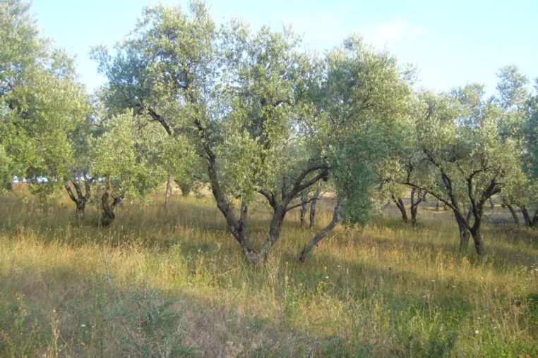 Die La Rogaia Olivenbaumpatenschaft, das nicht alltägliche Weihnachtsgeschenk für Freund oder Freundin Bild: Die La Rogaia Olivenbaumpatenschaft, das nicht alltägliche Weihnachtsgeschenk für Freund oder Freundin