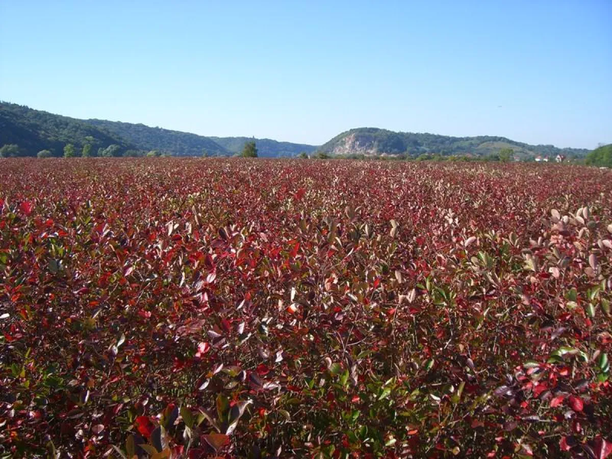In diesen Tagen beginnt die Rotfärbung der Aroniaplanzen am Elberradweg in Coswig-Brockwitz. In wenigen Tagen werden die Blätter der Aroniabeere tiefrot sein und weithin leuchten. Im Hintergrund sieht