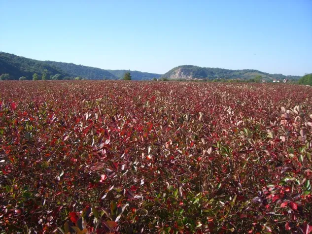 Bild: „Indian Summer“ am Elberadweg zwischen Dresden und Meißen