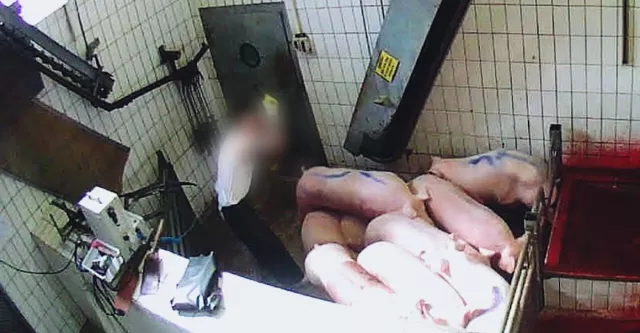 Bild: Nach Skandal-Bildaufnahmen: Gericht verurteilt zwei Mitarbeitende vom Schlachthof Neuruppin wegen Tierquälerei