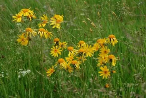 Bild: Pflanzen-Workshops, Naturprodukte und "Heu-Hüpfburg" - Das Arnikafest 2015 im Frankenwald