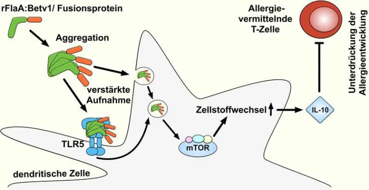 Bild: Mode of action of the vaccine adjuvant flagellin in fusion proteins has been clarified