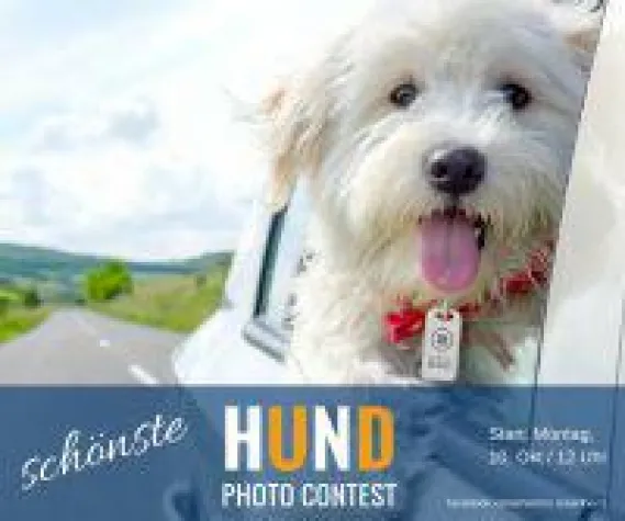 Bild: Wer hat den süssesten Hund? - Cutest DOG Contest am Welthundetag 2016