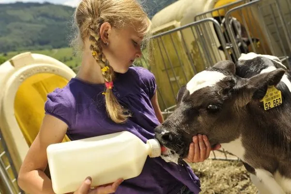 Bild: Kühe melken, Schweine füttern und Hasen streicheln