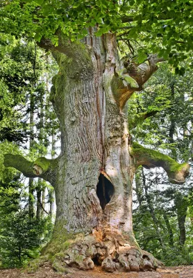 Bild: Fotospaziergang zu den Baumriesen im Urwald Sababurg mit der Fotoschule des Sehens