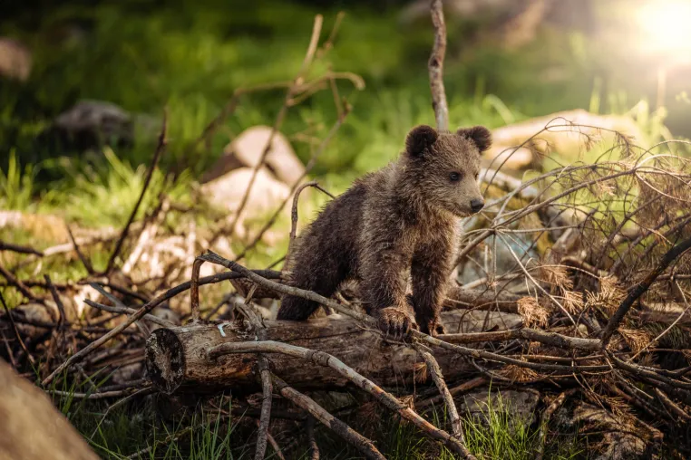 Contentbär SEO Contest geht in die letzte Woche: Erster Stichtag inklusive Punktevergabe erreicht Bild: Contentbär SEO Contest geht in die letzte Woche: Erster Stichtag inklusive Punktevergabe erreicht