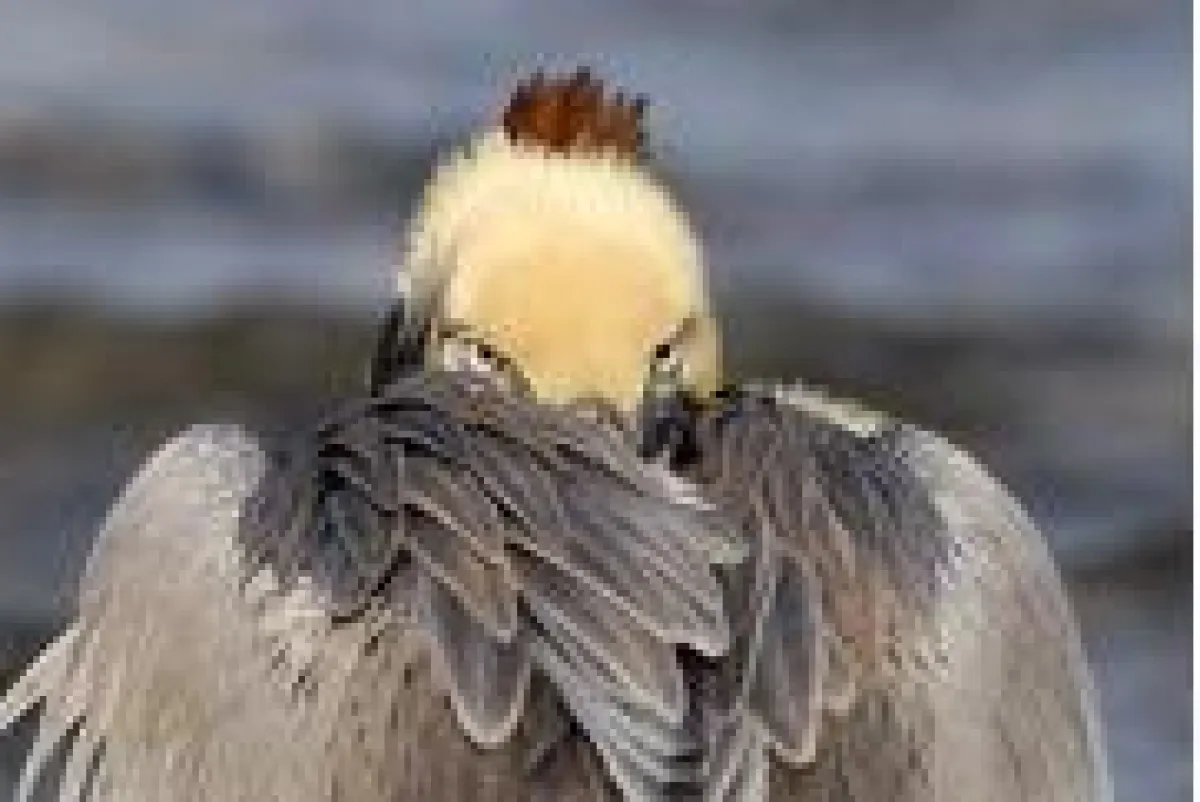 Die bunte Vogelwelt der Baja California