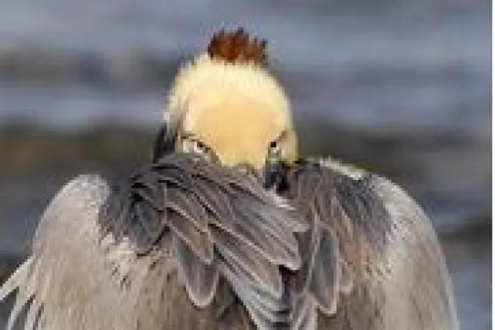 Bild: Naturfotografie Rundreise auf der Baja California