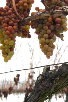 Eisweinlese startet im Weingut Peter Schreiber Bild: Eisweinlese startet im Weingut Peter Schreiber