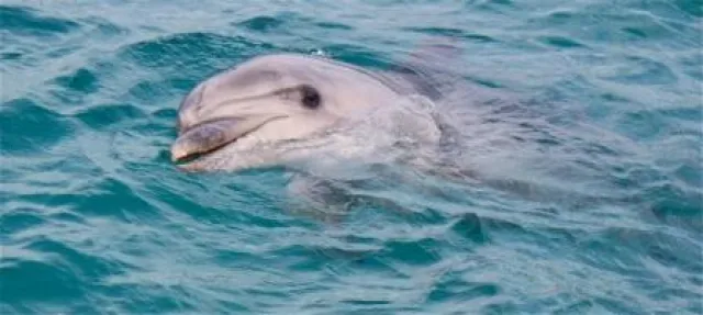 Bild: Deutsche Delfinschützer feiern Schließung von Türkei-Delfinarium