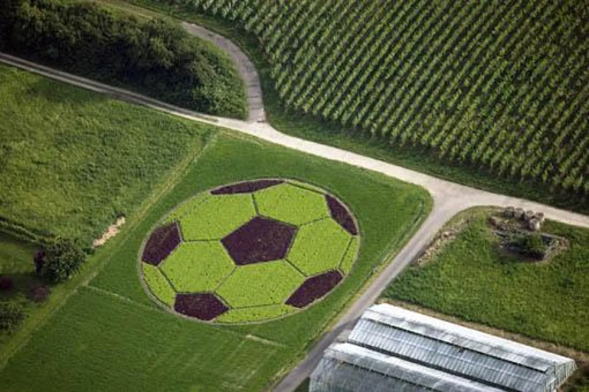 11.000 als geschützte geografische Angabe (g.g.A.) unter EU-Schutz stehende Salatköpfe von der Insel Reichenau bilden zur EM 2008 auf der Insel Reichenau einen gigantischen Fußball.