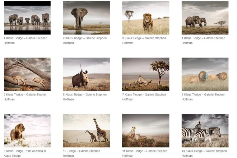 Bild: Ausstellung „Pride of Africa – limitierte Original-Photographien“ von Klaus Tiedge