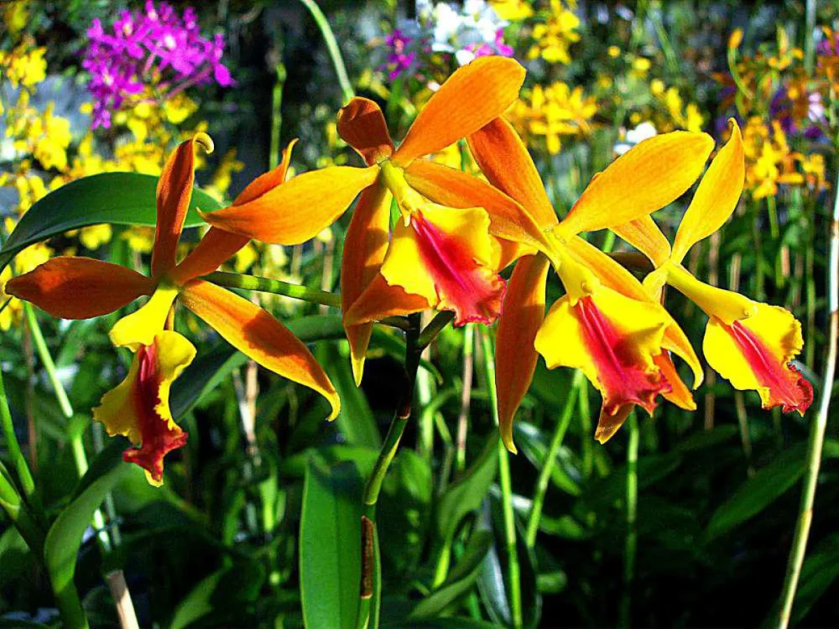 Orchideen aus dem Orchideengarten Karge