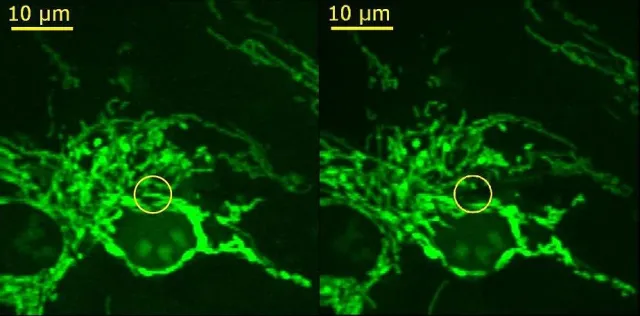 Bild: Mikro- und Nano-Cuts zu den Funktionsweisen des Lebens