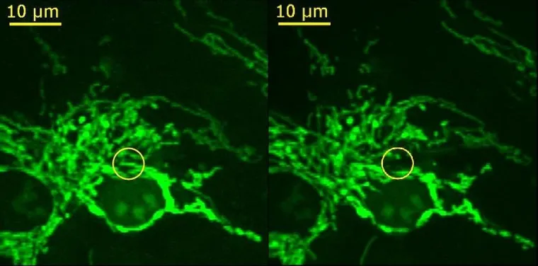 Mikro- und Nano-Cuts zu den Funktionsweisen des Lebens Bild: Mikro- und Nano-Cuts zu den Funktionsweisen des Lebens