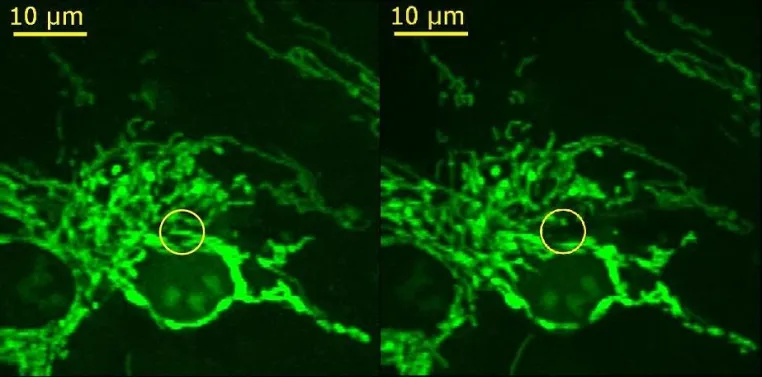 Bild: Mikro- und Nano-Cuts zu den Funktionsweisen des Lebens