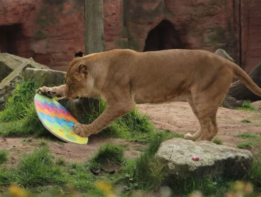 Bild: Kunterbunter Osterspaß mit Blick ins Wohnzimmer der Flusspferde