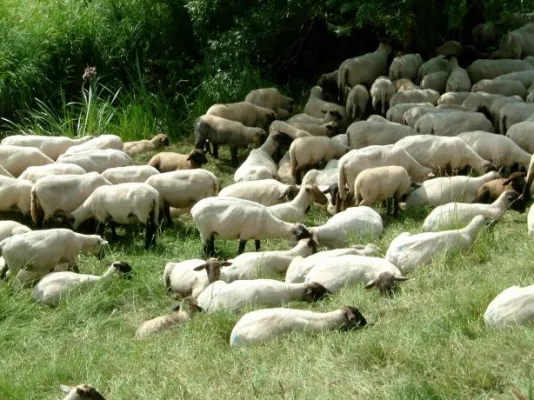 Sommerhitze: Schafe leiden - Generell Schatten und Wasser erforderlich Bild: Sommerhitze: Schafe leiden - Generell Schatten und Wasser erforderlich