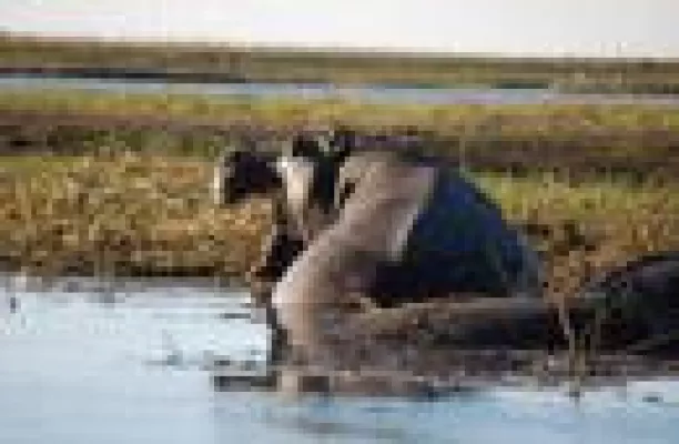 „Big Five“ zu Pferd erkunden Bild: „Big Five“ zu Pferd erkunden