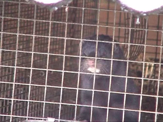 Bild: Arbeitskreis humaner Tierschutz e.V. stellt Strafanzeige gegen Nerzfarm in Gütersloh