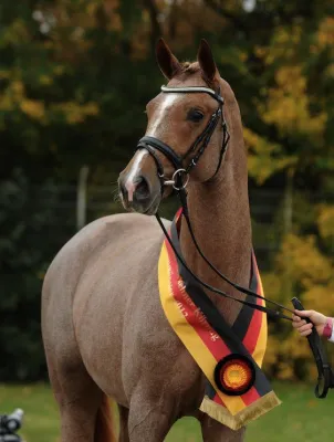 Bild: 9. Internationales Trakehner Bundesturnier vom 25. bis 28. Juli im Reiterstadion Hannover