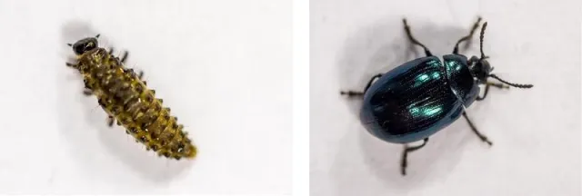 Blattkäfer: Schon winzige Pestizid-Dosis beeinträchtigt Fortpflanzung Bild: Blattkäfer: Schon winzige Pestizid-Dosis beeinträchtigt Fortpflanzung