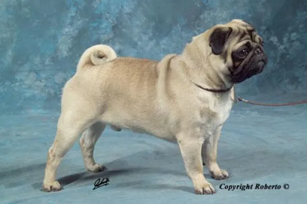 Bild: Felix, Mopsrüde aus der Mopszucht vom Mägdebrunnen qualifiziert für Crufts 2009-Weltgrößte Hundeausstellung