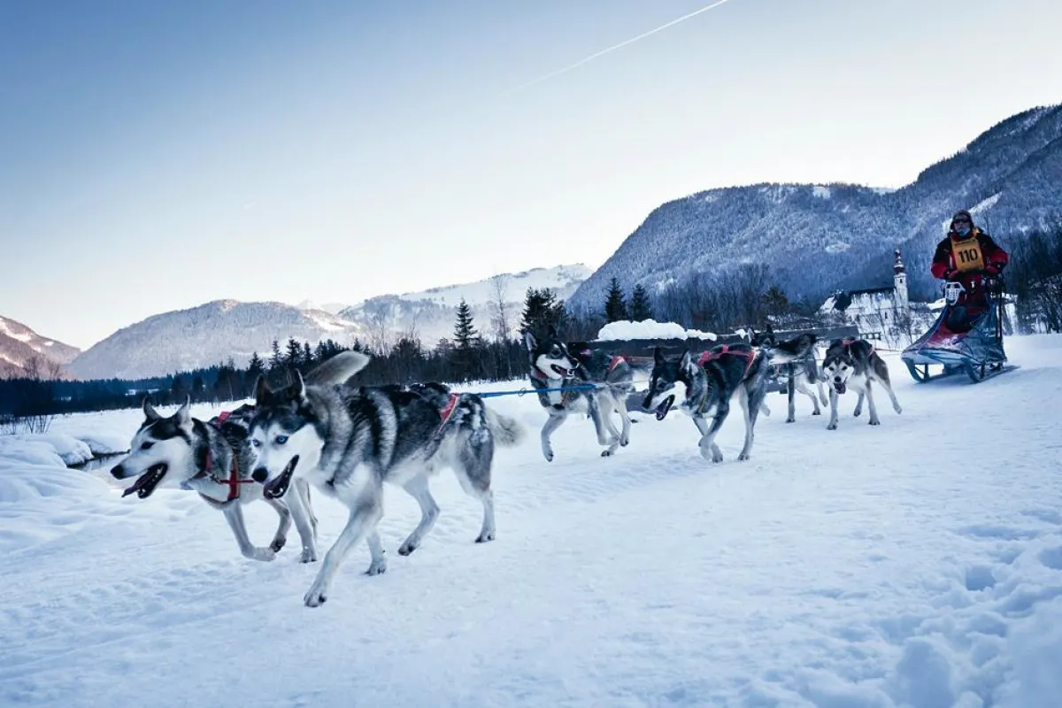 Trans-Pillersee-Schlittenhundecamp