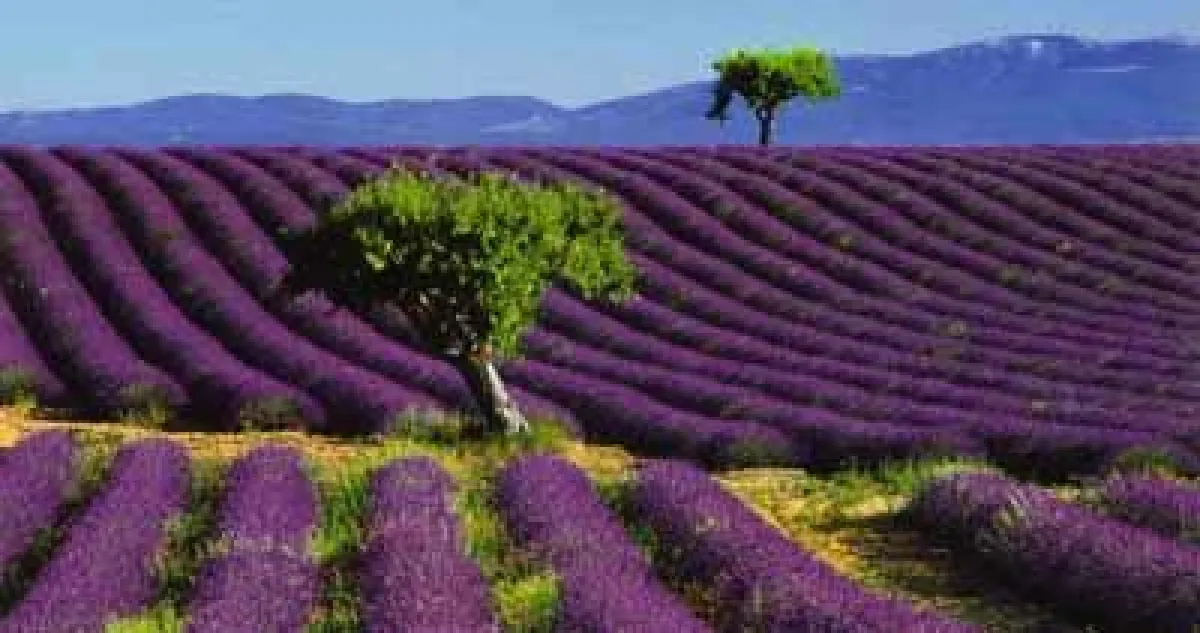Lila Lavendelfelder in der Provence bis zum Horizont