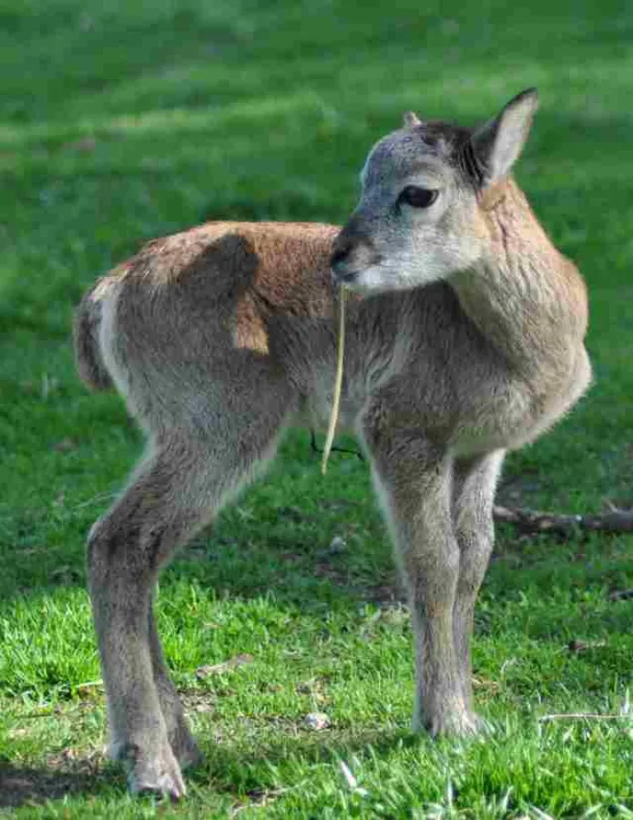 Tierbabies zählen im Wild- und Abenteuerpark Müden: hier ein Mufflon. Foto: Margitta True