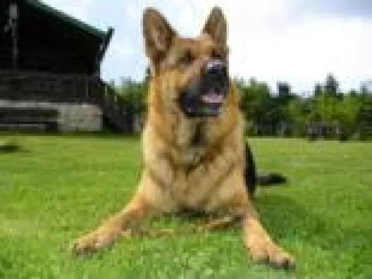 Bild: Geruchssinn von Hunden trainieren im Urlaub im Familienhotel in Bayern
