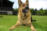 Geruchssinn von Hunden trainieren im Urlaub im Familienhotel in Bayern Bild: Geruchssinn von Hunden trainieren im Urlaub im Familienhotel in Bayern