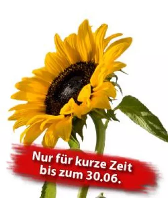 Bild: Testwochen bei Loomes: Jetzt testen und sparen