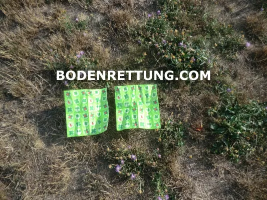 Bodenrettung und Bodenschutz - Dürre-tolerante Bodendecker, Klimawandelanpassung und Tiefenlockerung Bild: Bodenrettung und Bodenschutz - Dürre-tolerante Bodendecker, Klimawandelanpassung und Tiefenlockerung