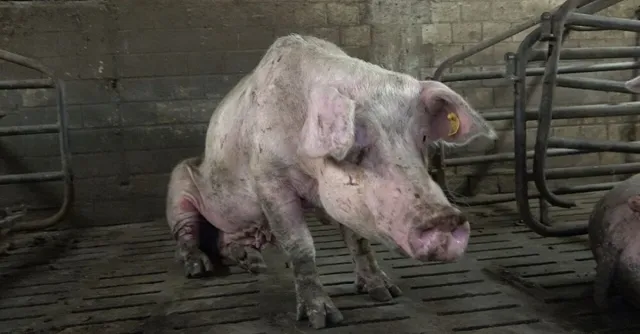 Bild: Nach ANINOVA-Aufdeckung: Sauenhaltung in Halver beendet - Betrieb auf Schweinemast umgestellt