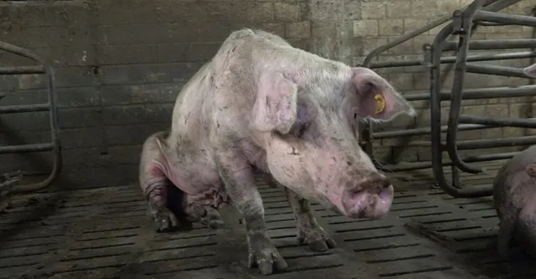 Bild: Nach ANINOVA-Aufdeckung: Sauenhaltung in Halver beendet - Betrieb auf Schweinemast umgestellt