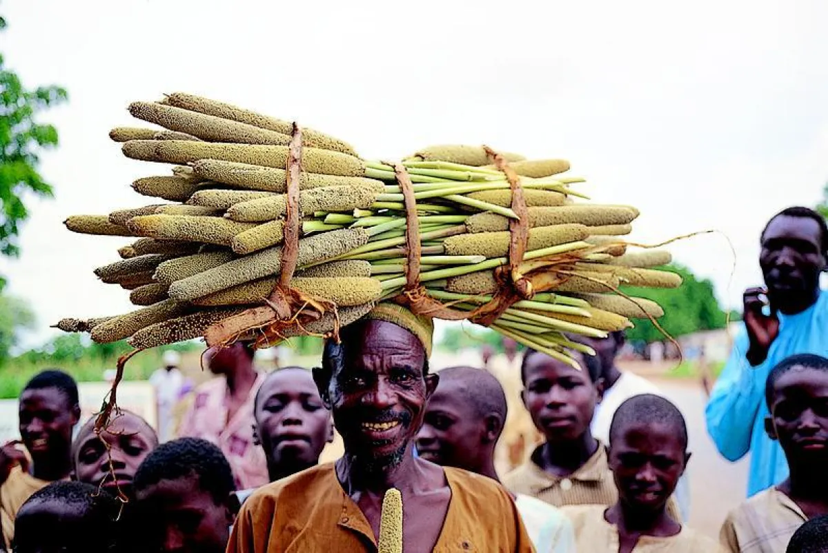 Bauern bei der Perlhirseernte. (Copyright: ICRISAT)