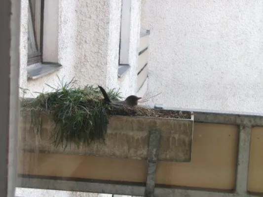 Amselbrut im Blumenkasten - Tierschutzbund lässt Baustelle in Berlin sperren Bild: Amselbrut im Blumenkasten - Tierschutzbund lässt Baustelle in Berlin sperren