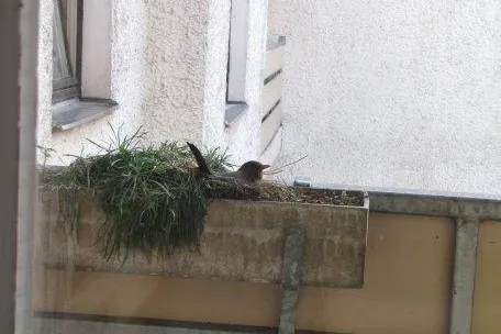 Amselbrut im Blumenkasten - Tierschutzbund lässt Baustelle in Berlin sperren Bild: Amselbrut im Blumenkasten - Tierschutzbund lässt Baustelle in Berlin sperren