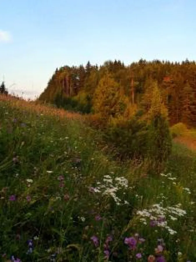 Im Naturpark / Naturpark Hirschwald e.V.