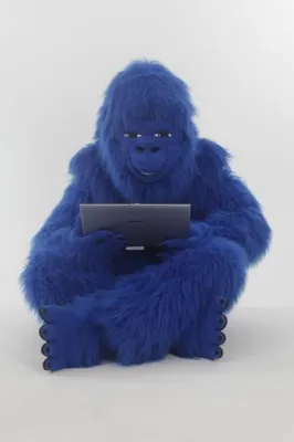 565.000 Nutzer entscheiden über die Zukunft eines Affen Bild: 565.000 Nutzer entscheiden über die Zukunft eines Affen