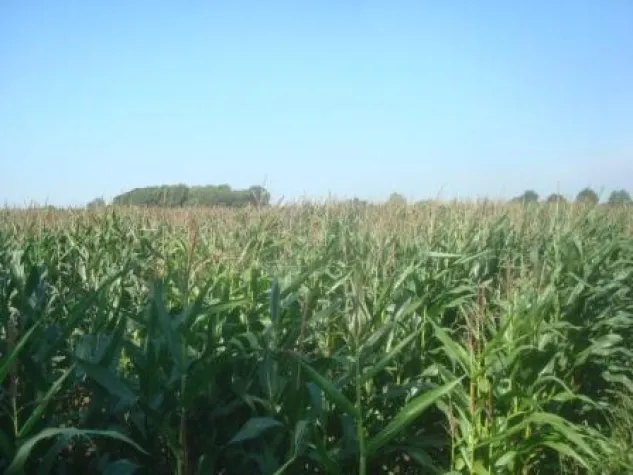 Bild: Chronischer Botulismus in Milchviehherden