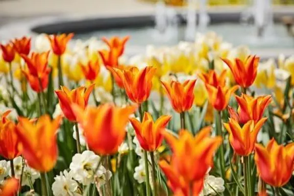 Bild: Tulpentag im Kneipp-Original Bad Wörishofen im Allgäu - Da blüht einem was!