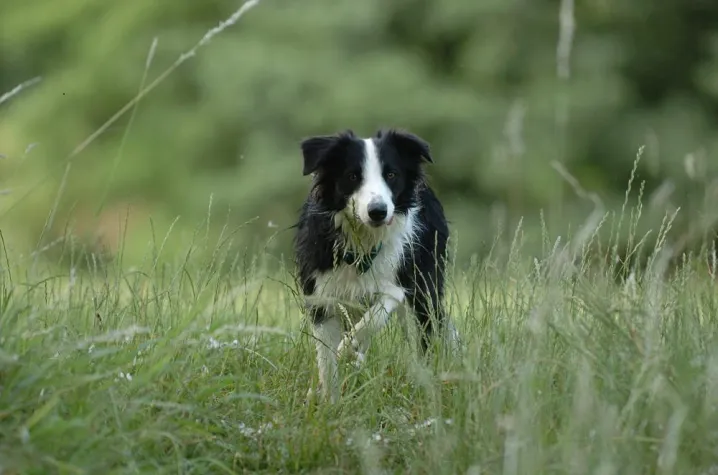 Barfen: Nein, danke Bild: Barfen: Nein, danke