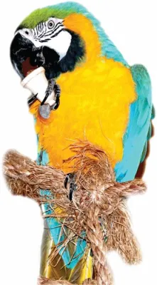 Bild: Tierischer Weihnachtsmarkt in Spenge