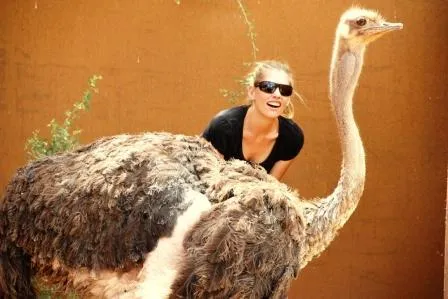 Bild: 42. Tier: Eine Majestät aus Afrika