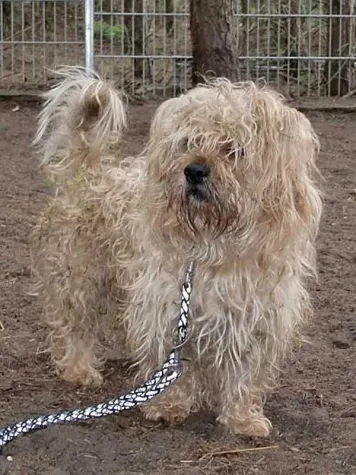 Erneut Hund im Wald ausgesetzt Bild: Erneut Hund im Wald ausgesetzt