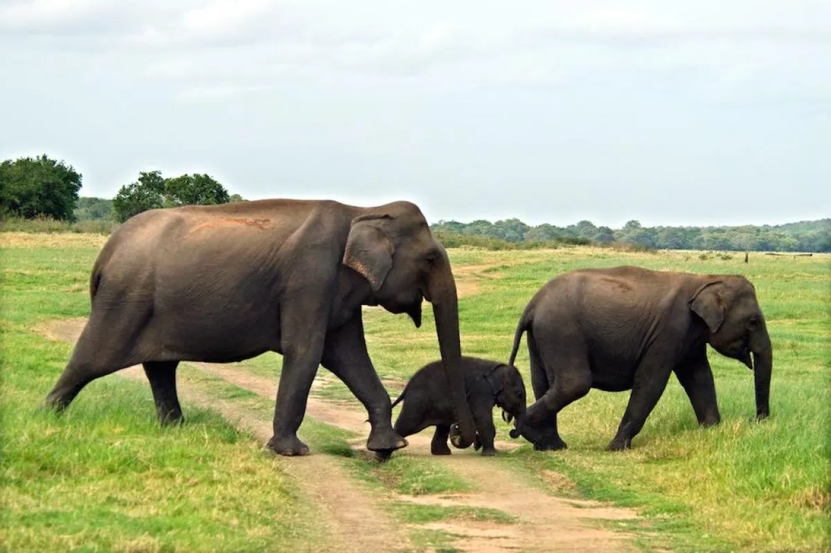 Elefanten in Sri Lanka