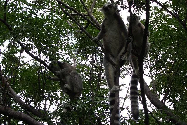 Bild: Anja Park in Madagaskar
